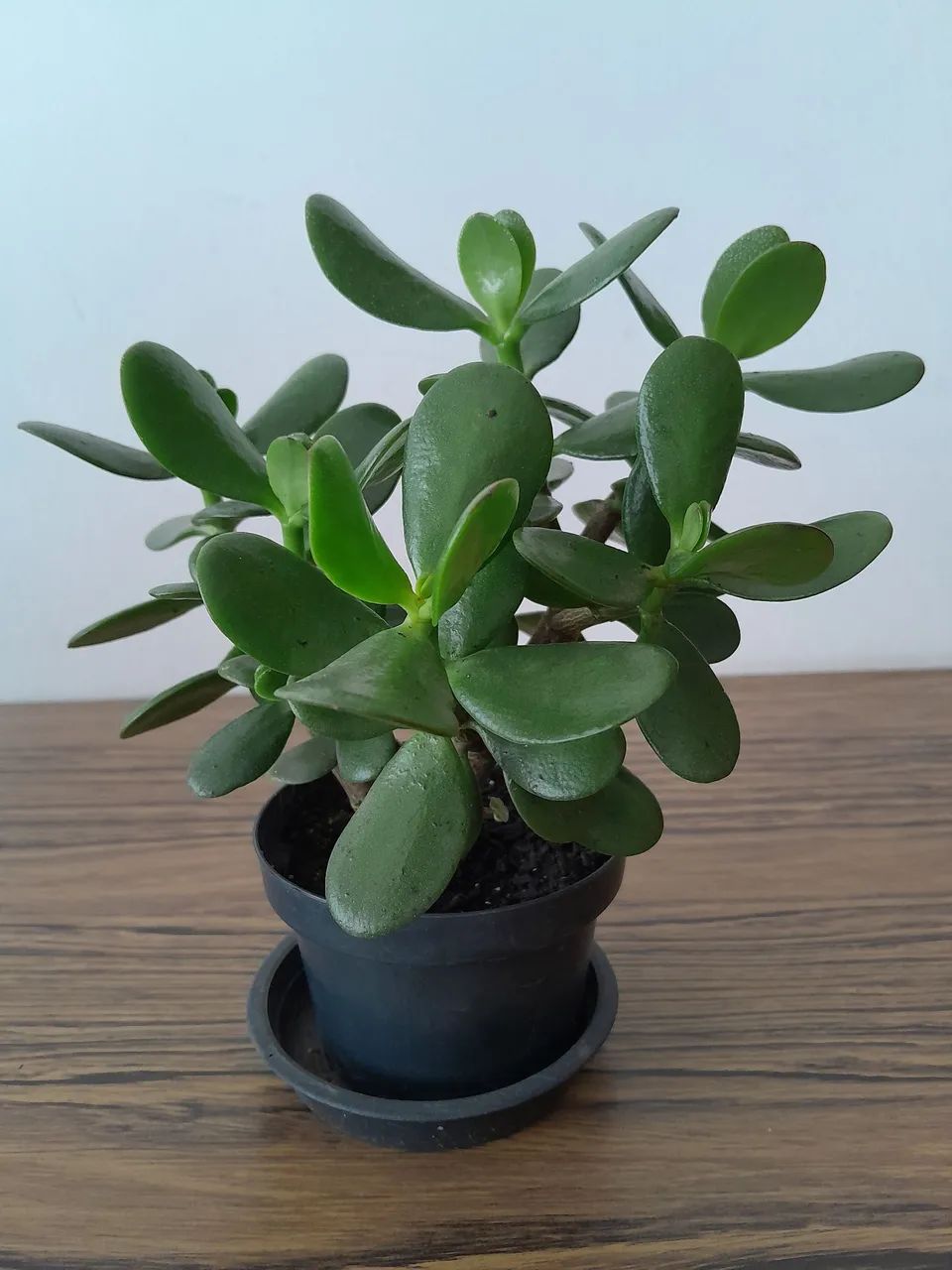 4 vasos com plantas Jade - Foto 4