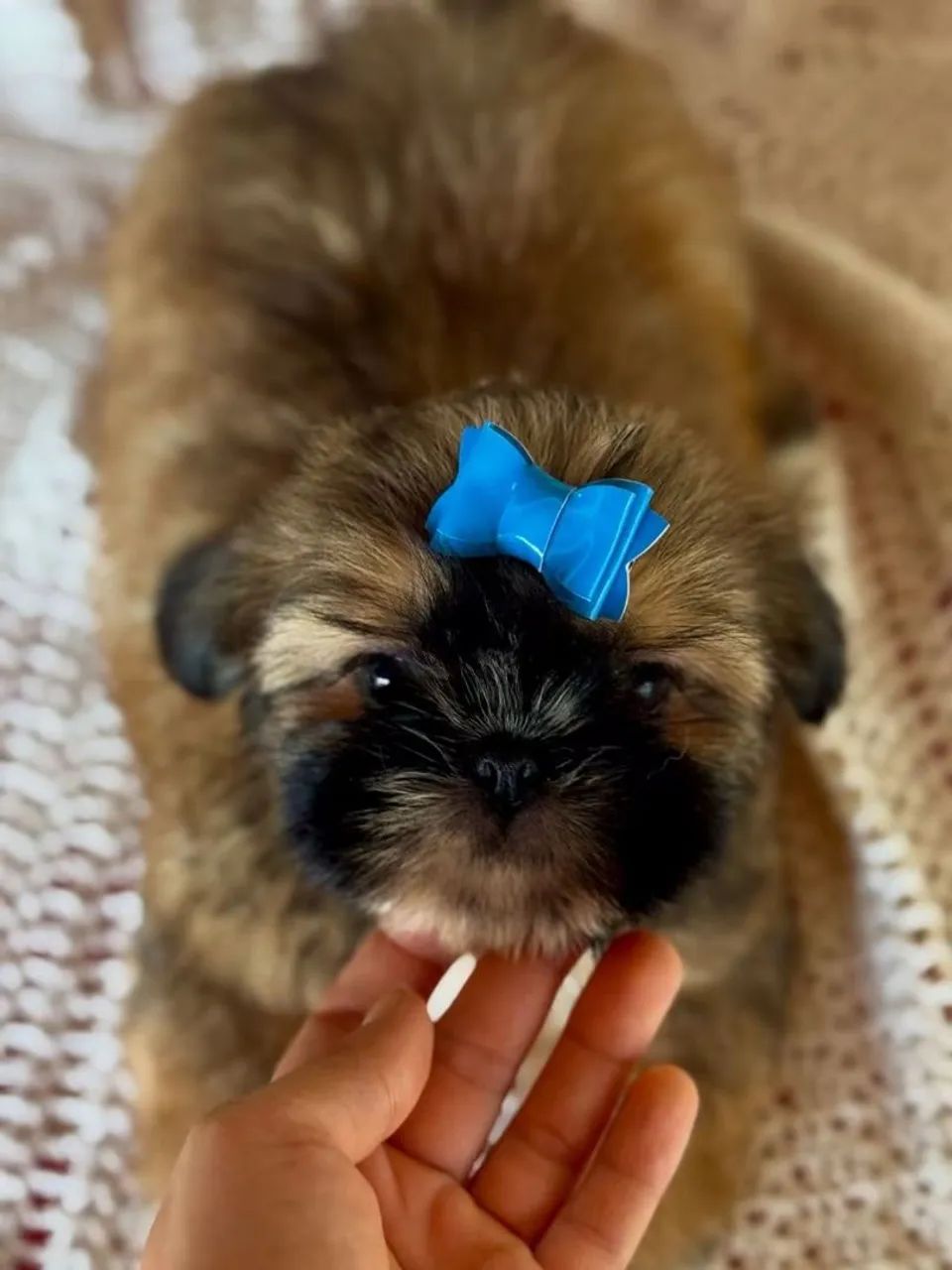 Shih Tzu 