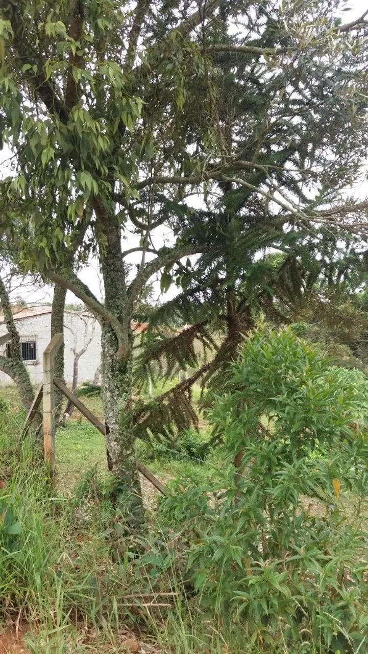 Oportunidade! Chácara em Munhoz- MG - próximo a cachoeiras  - Foto 2