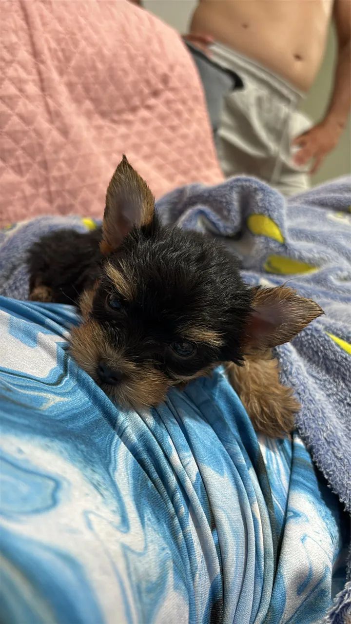 Yorkshire Terrier - Foto 3
