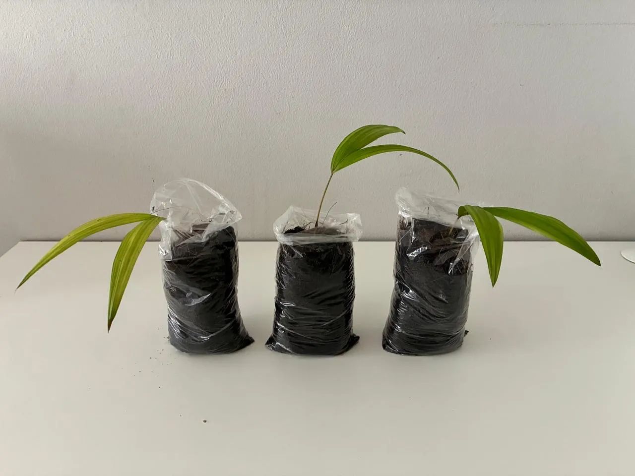 MUDAS AÇAÍ  - Foto 3