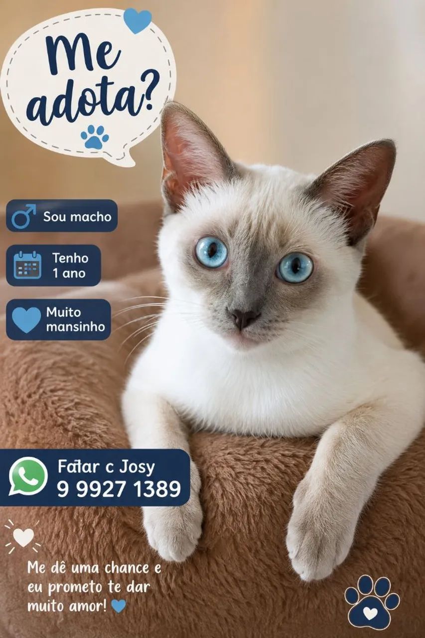 LINDOS E MANSINHOS - Foto 2