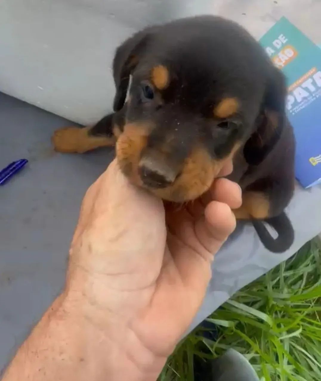 Doação de cachorrinhos - Foto 3