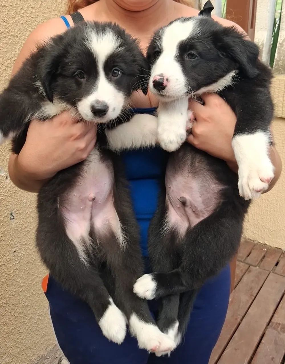 Border Collie