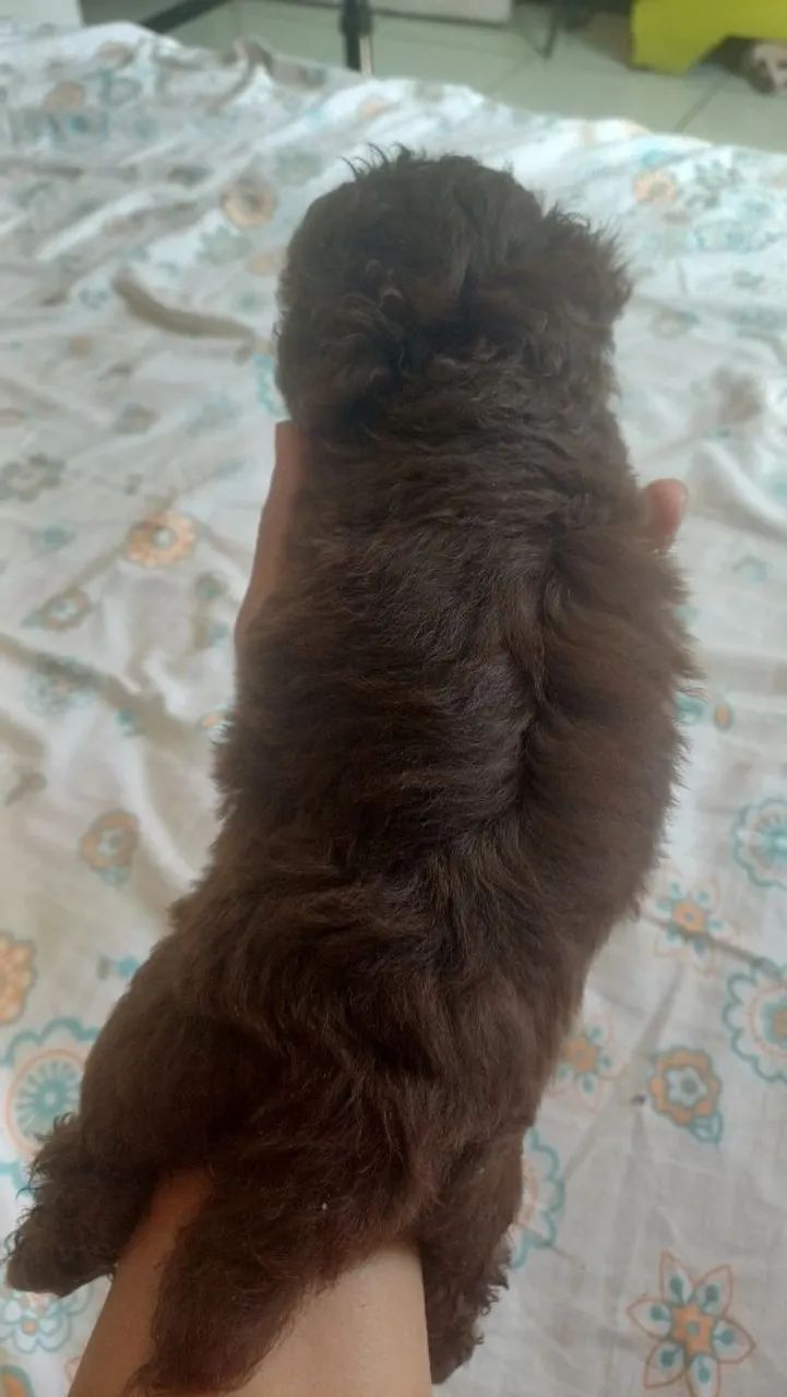 Poodle Macho Marron Chocolate  - Foto 3