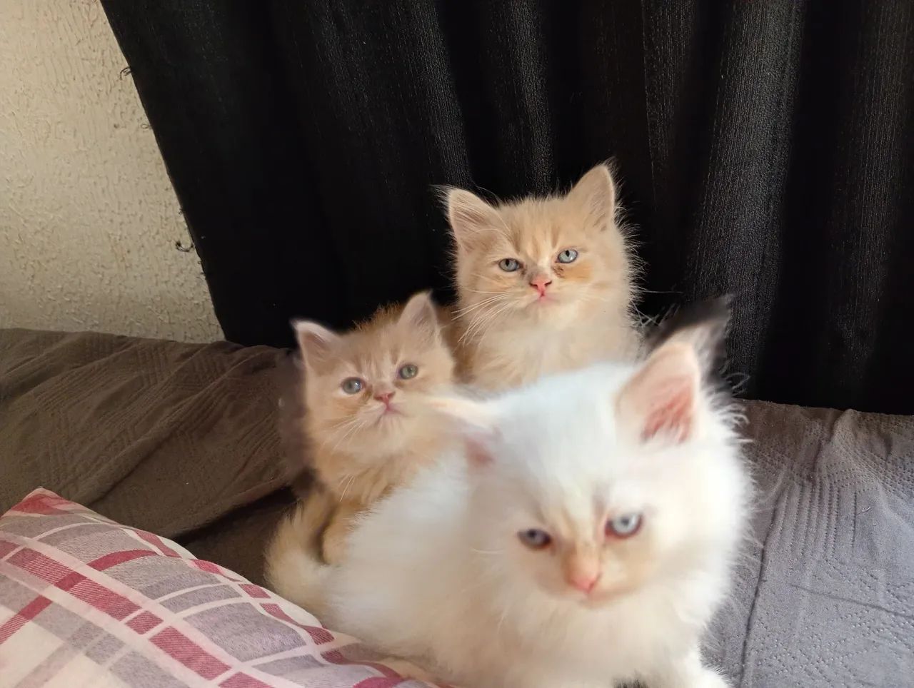Gato persa