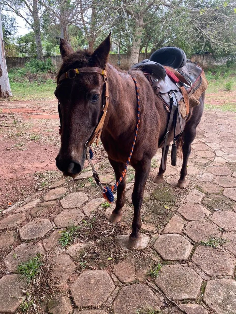 Cavalo