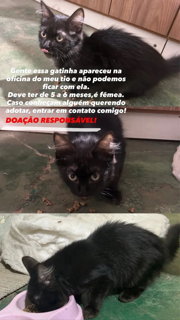 Doação de gato (filhote fêmea) - Foto 4
