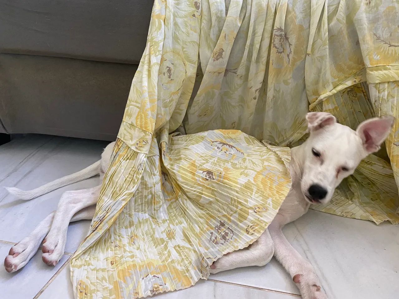 Cadela para adoção  - Foto 4