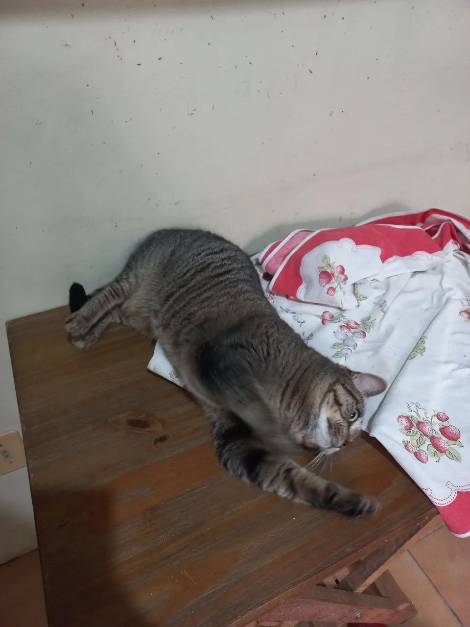 Doação de uma gatinha  - Foto 2