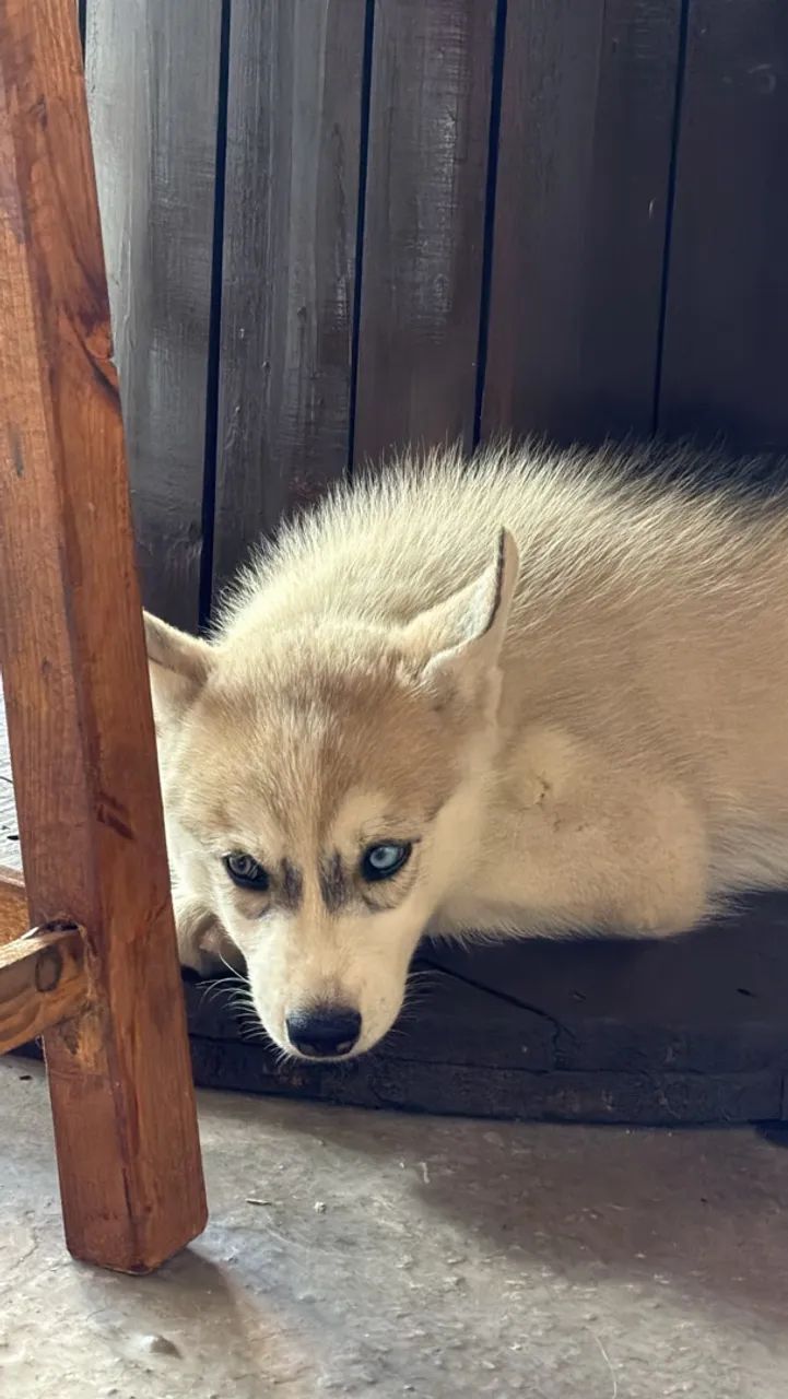 Husky siberiano  - Foto 2