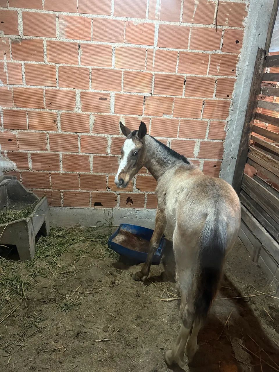 POTRA 6 meses 