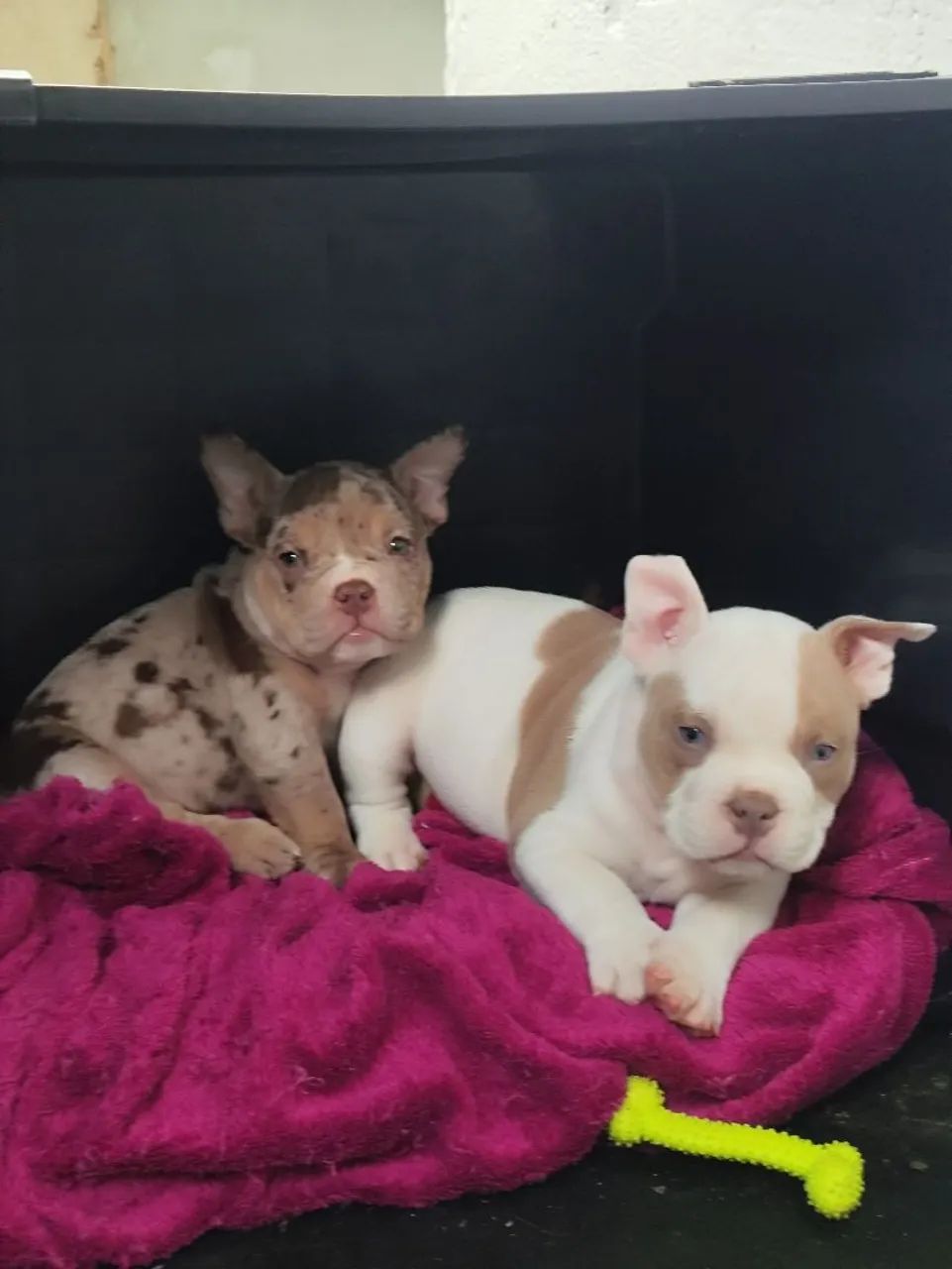 América Bully micro