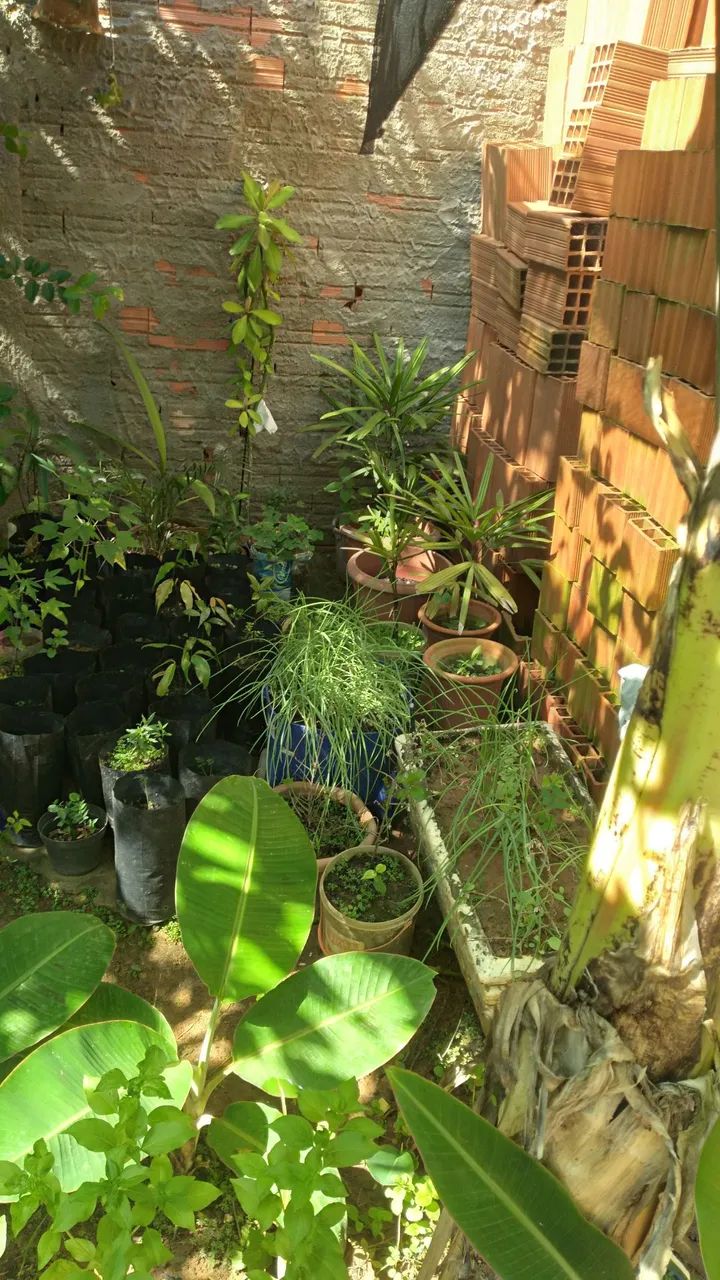 Mudas de jabuticaba   só 25.00 cada - Foto 3