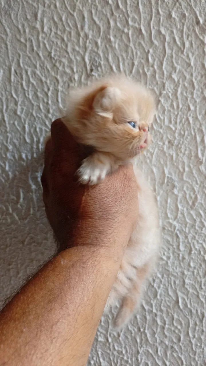 Gatos persas @elisandrapet - Foto 3