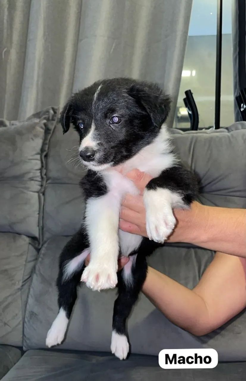 Cachorro badercolle   - Foto 4