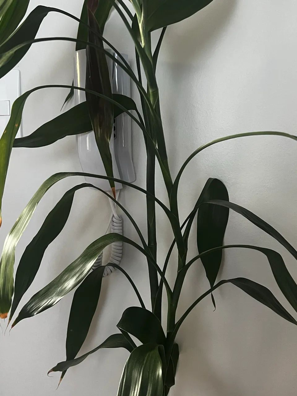 VASO COM BAMBU DA SORTE  - Foto 2