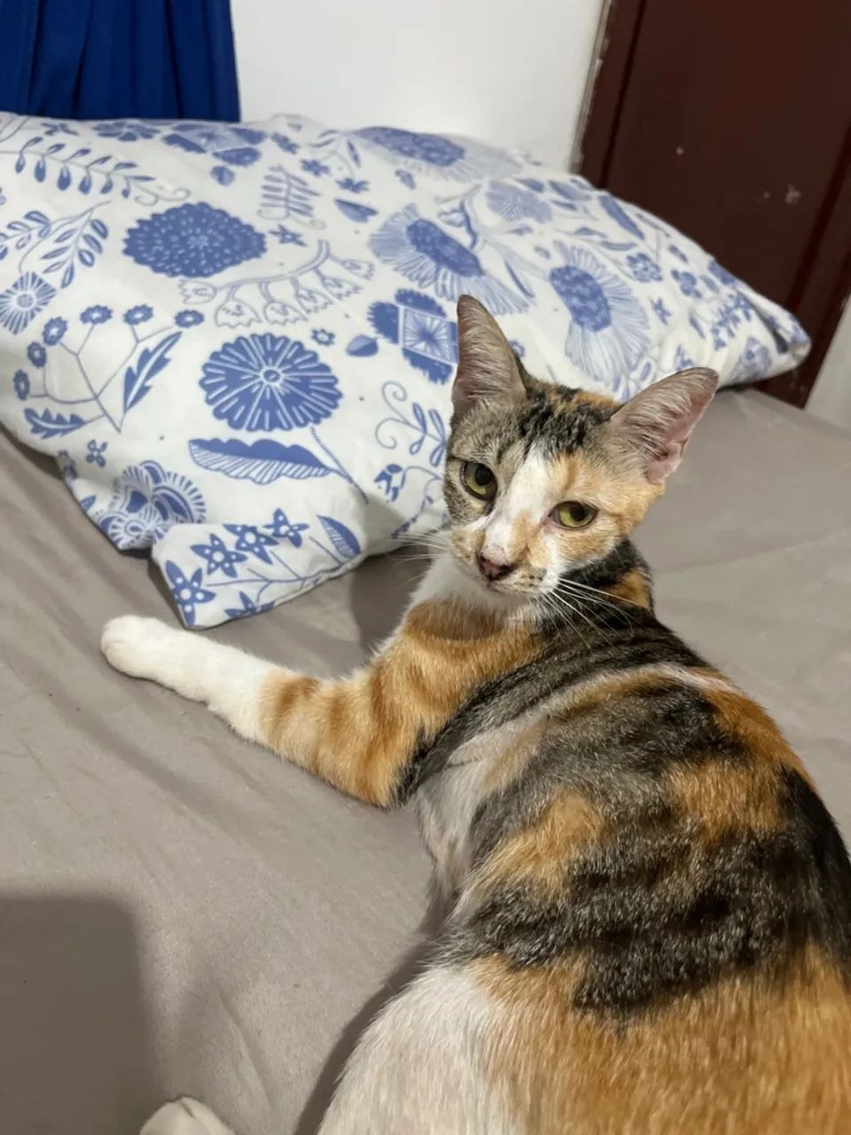 DOANDO GATINHA - Foto 2