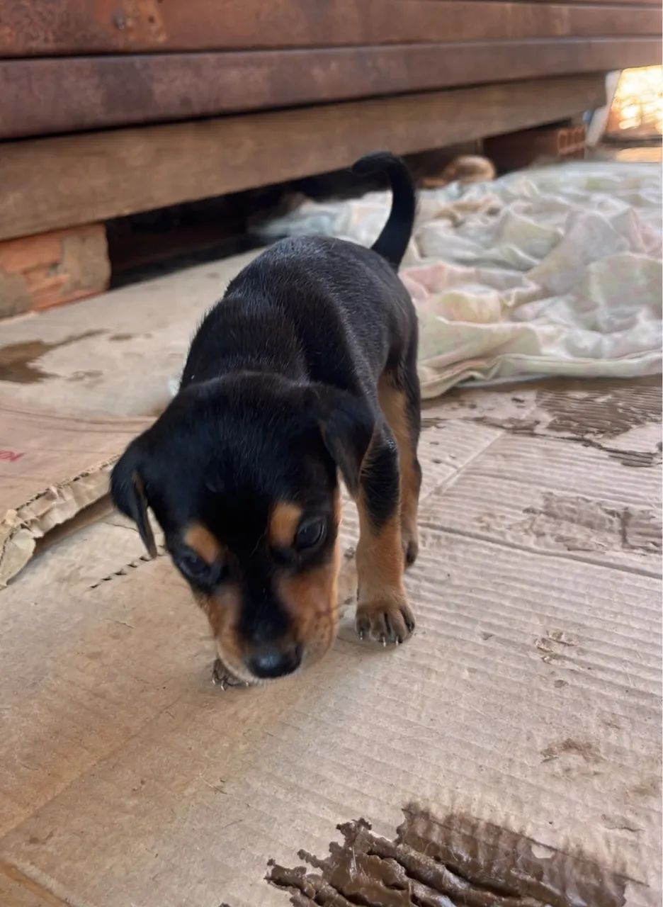 DOAÇÃO CACHORRO  - Foto 5