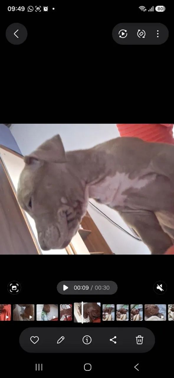 Pitbull tem pedigree pai e mãe  - Foto 5