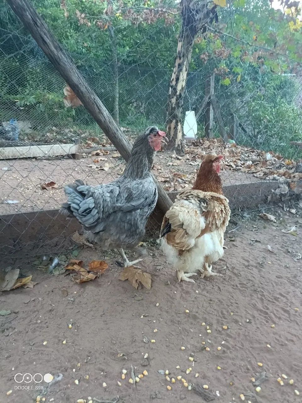 Galos, galinhas, frangos, pintinhos  - Foto 5