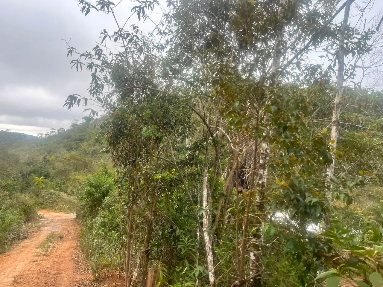Chacrinha Santa Leopoldina  - Foto 5
