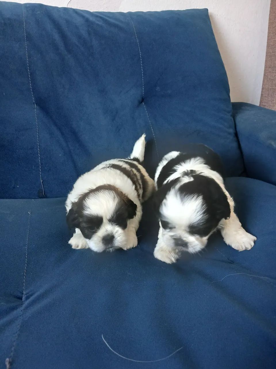 Fêmea Micro Shihtzu  - Foto 5
