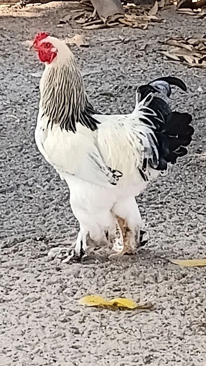 Galos brahma 