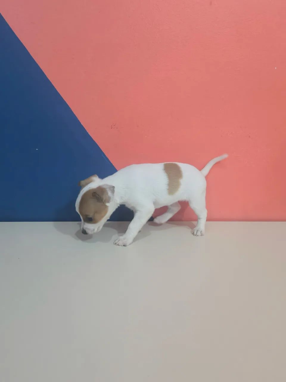 Pinscher 1 macho  - Foto 4