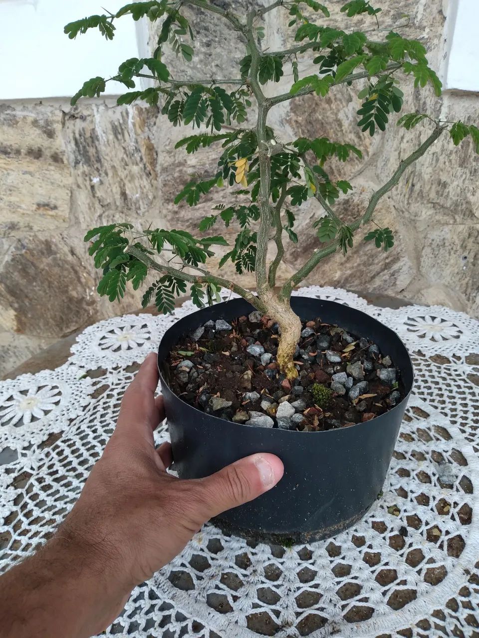Pre Bonsai Pitheco de 1 Ano - Foto 4