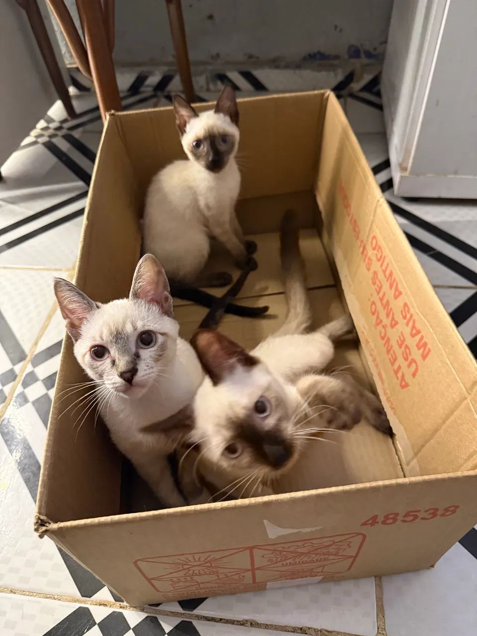 Doação de Gatos - Foto 4