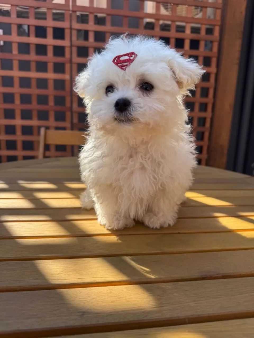 maltês micro