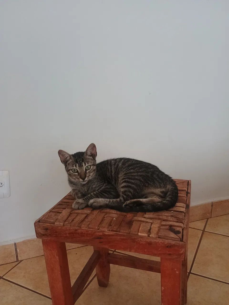 Doa-se gatinhos - Foto 2
