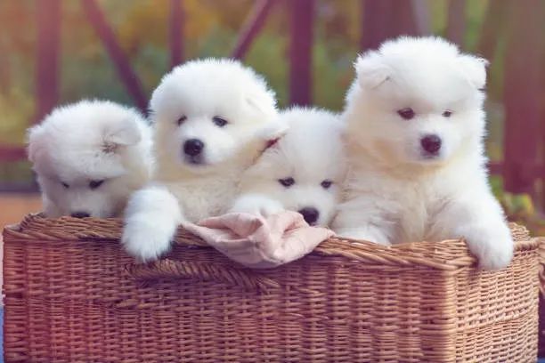 Chow Chow de Alta Qualidade