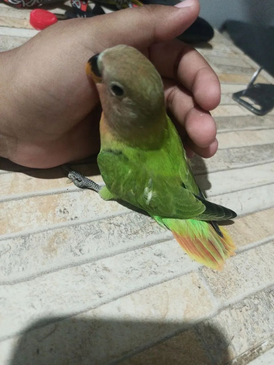 Comedouro - Foto 3
