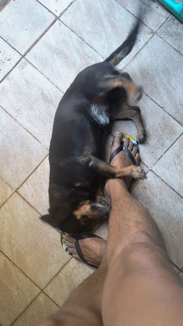 Adoção 