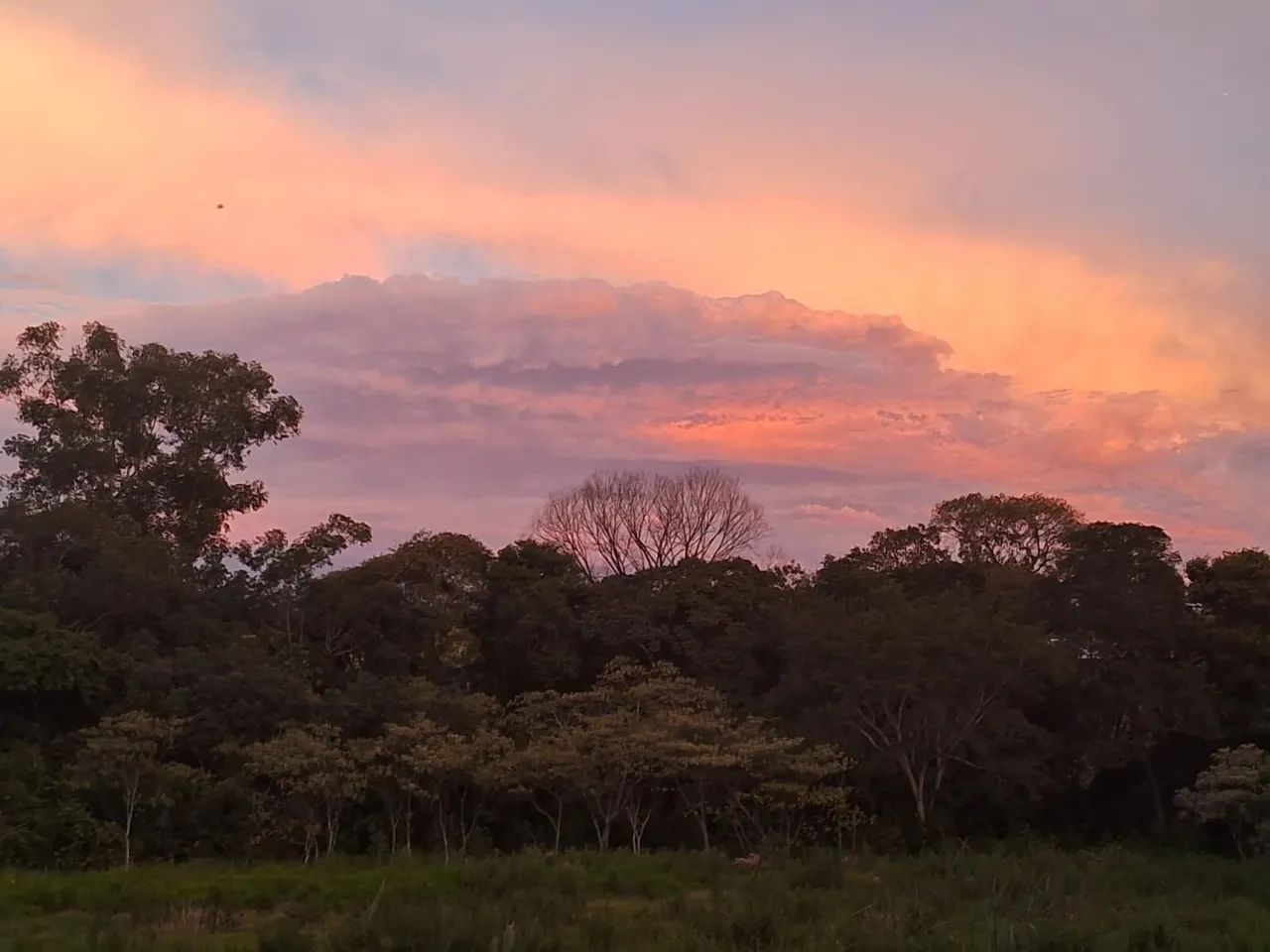 Foto - Vinhedo - João XXIII