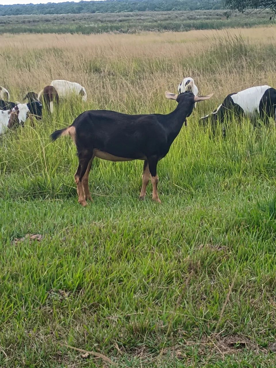 Cabras - Foto 4