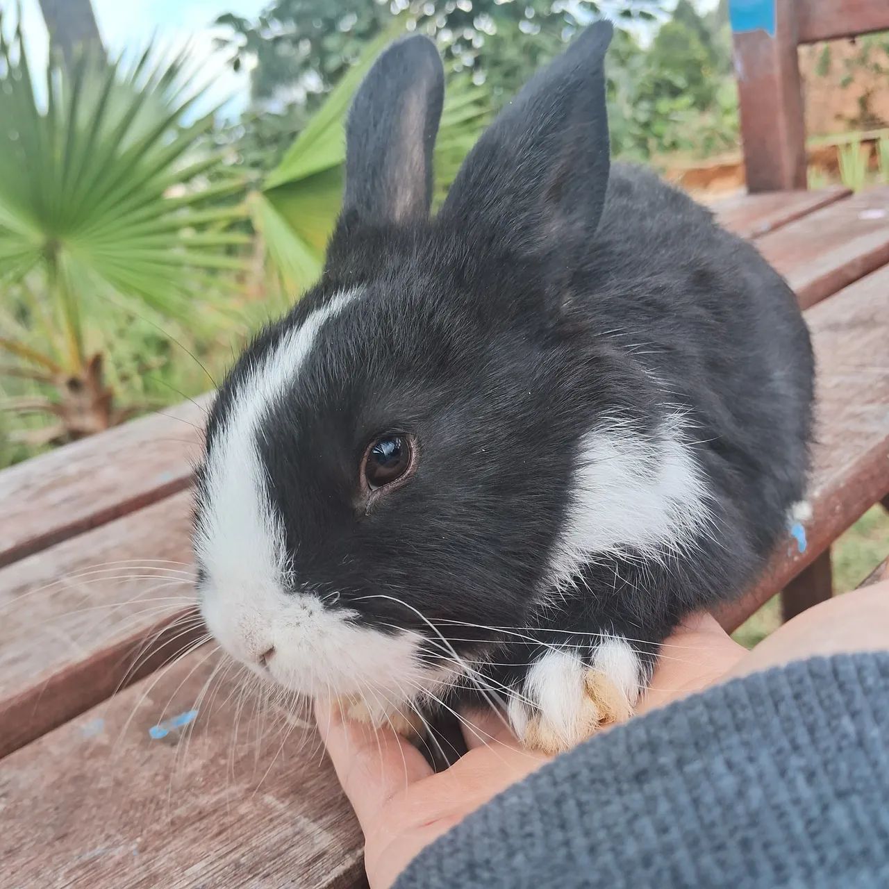 Casal de Coelhos Pets Fofinhos  - Foto 2