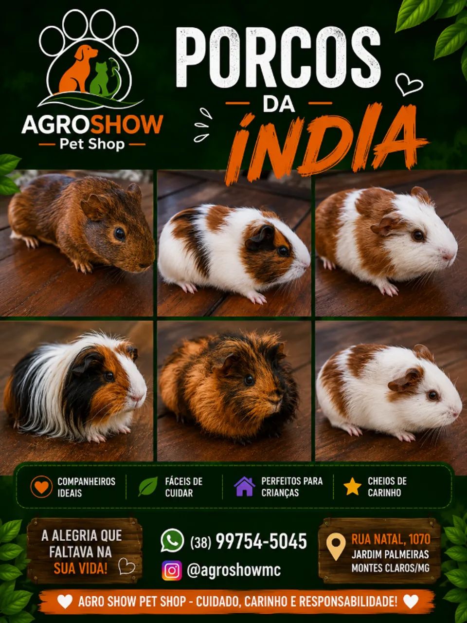 Porco da Índia - O melhor dos Pet's