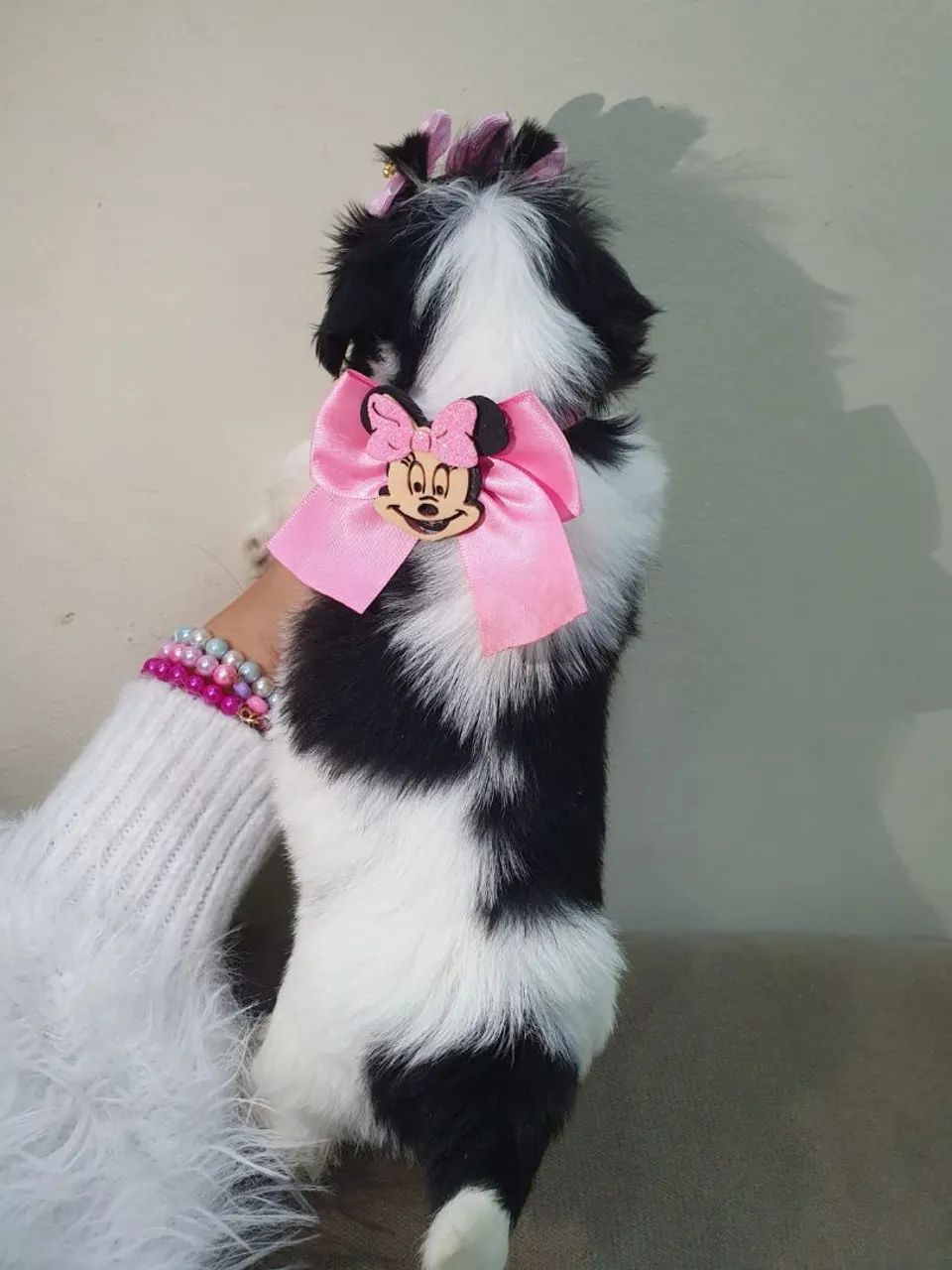 Shitzu femeas e macho micro - Foto 4