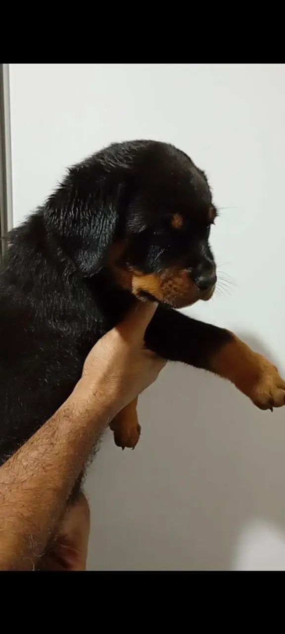 Cachorro  - Foto 4