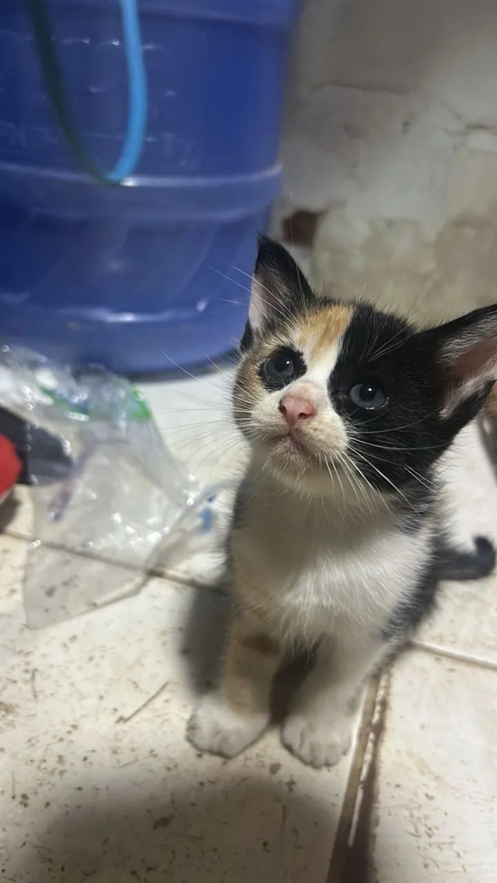 Gatos - Foto 3