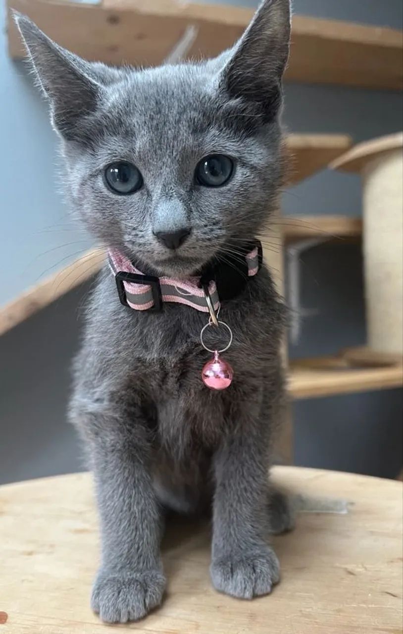 Russian Blue - Foto 2