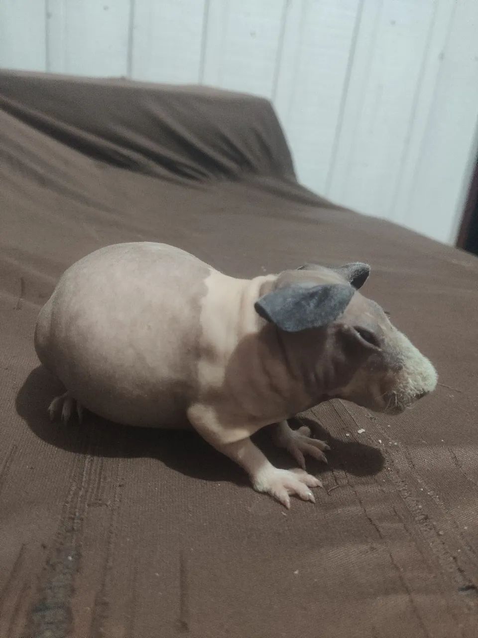 Skinny pig Dálmata ( PORQUINHO DA ÍNDIA )