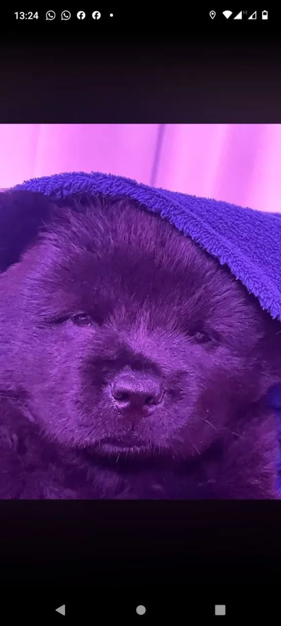 Chowchow  - Foto 3
