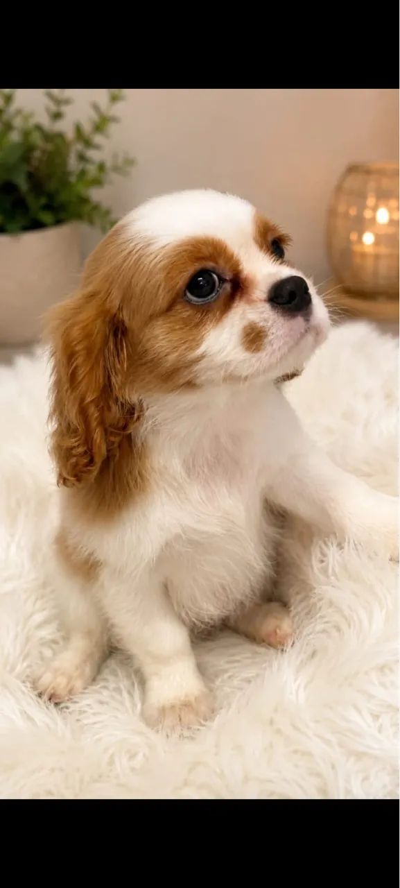 Cavalier King femea