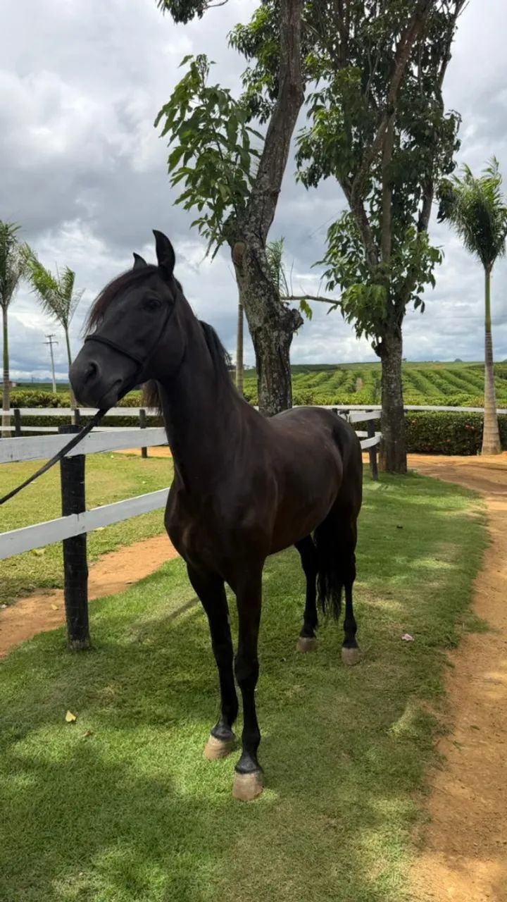 Cavalo Manga Larga Marchador de genética consistente e alto potencial - Foto 2