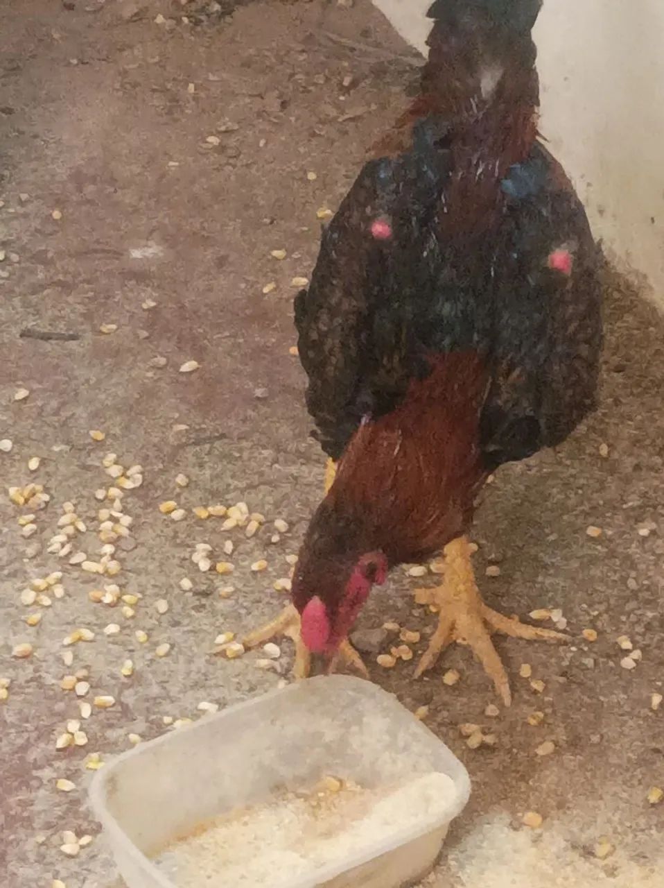 Frango caipira  - Foto 2