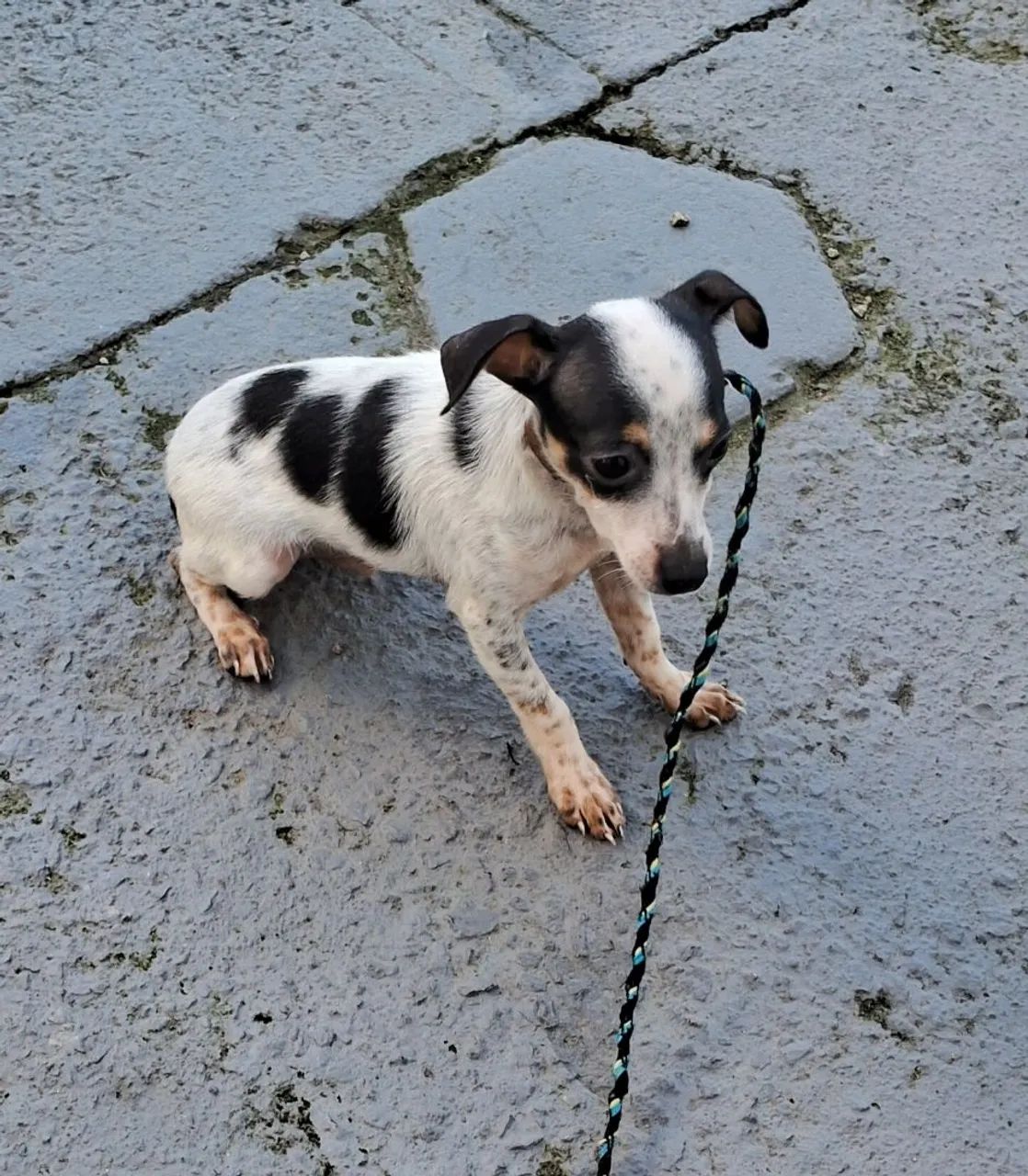 Cachorro  - Foto 2